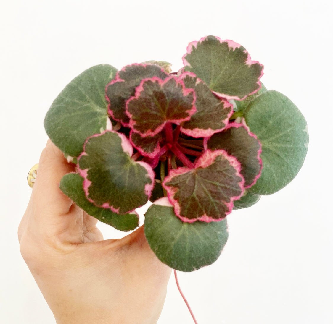 Saxifraga stolonifera variegata  The Plant Lady SF