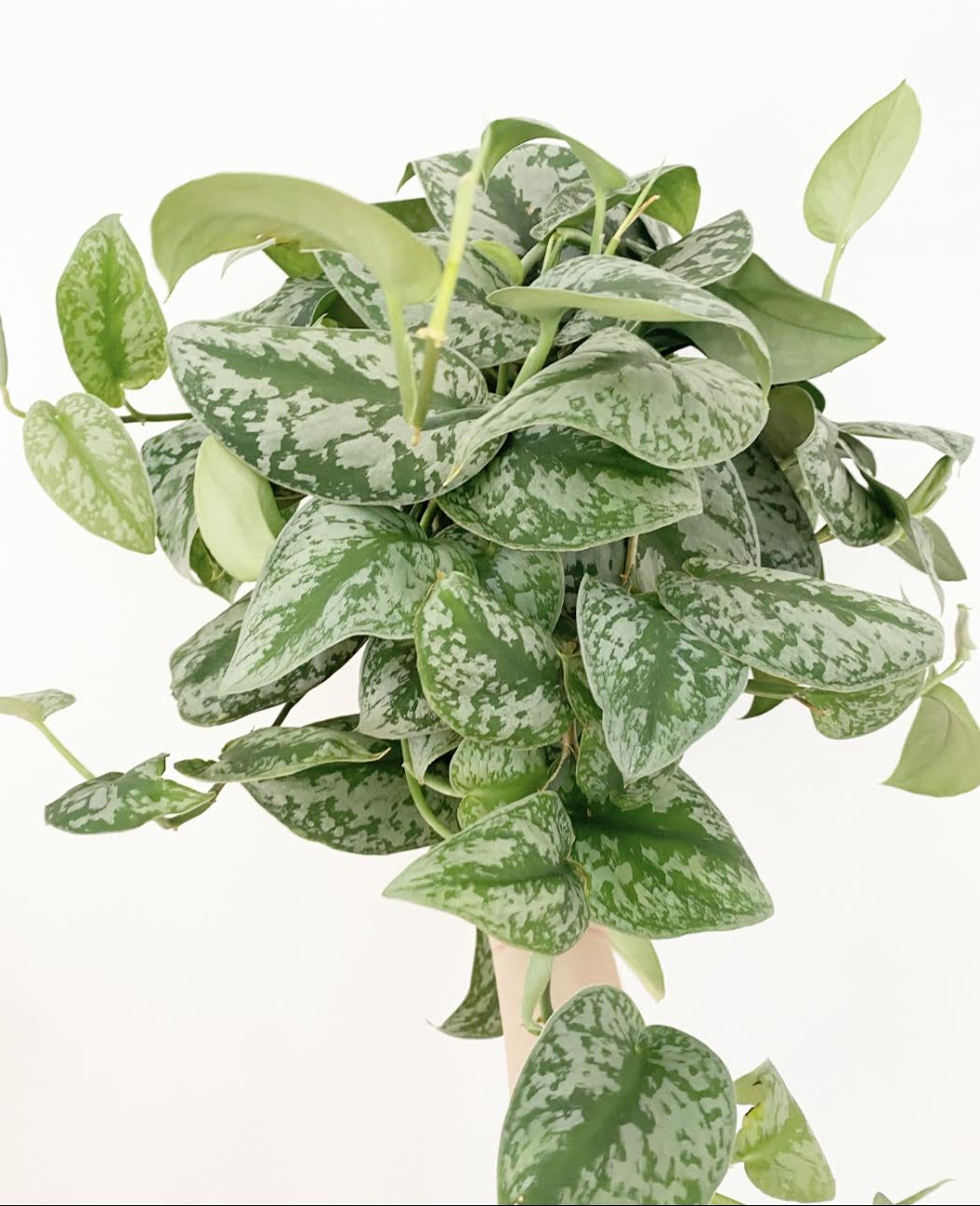 Scindapsus pictus 'Exotica' - The Plant Lady SF