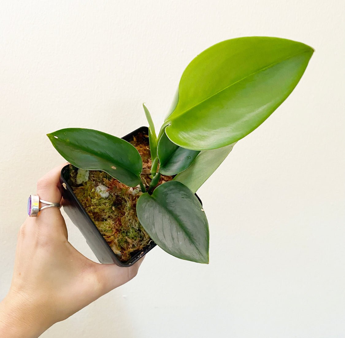 Scindapsus treubii 'Moonlight' - The Plant Lady SF