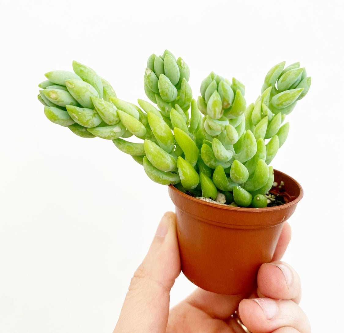 Sedum morganianum (Burro's Tail AKA Burrito Tail)