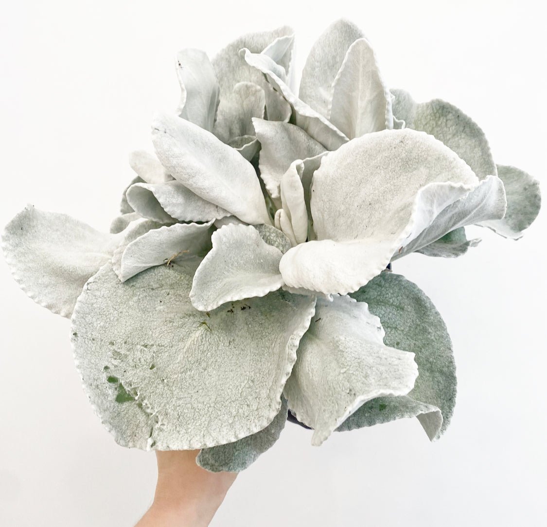 Senecio candicans 'Angel Wings'  The Plant Lady SF