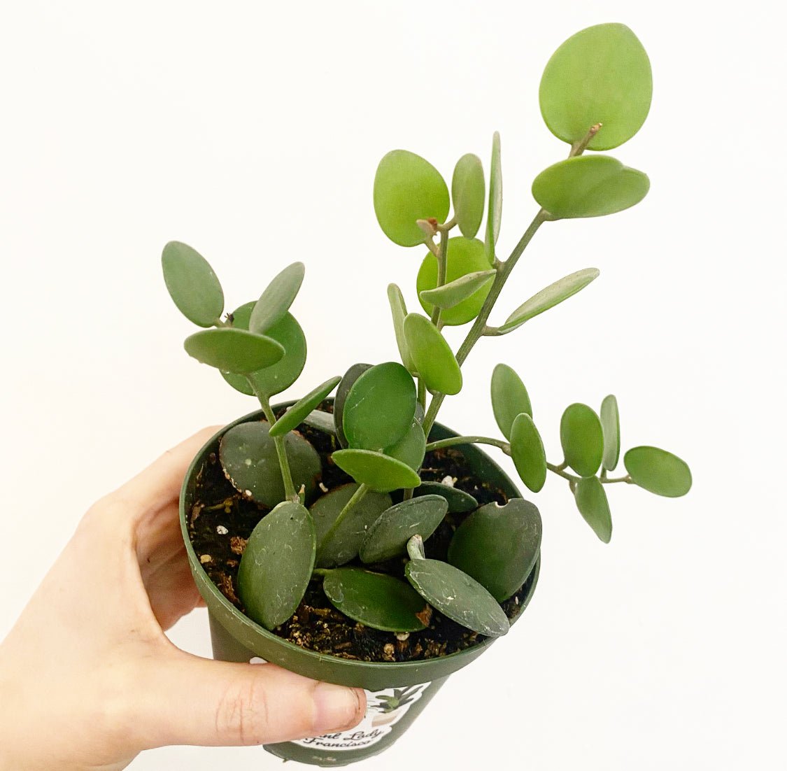 silver dollar hanging plant Xerosicyos danguyi (Silver Dollar Vine)