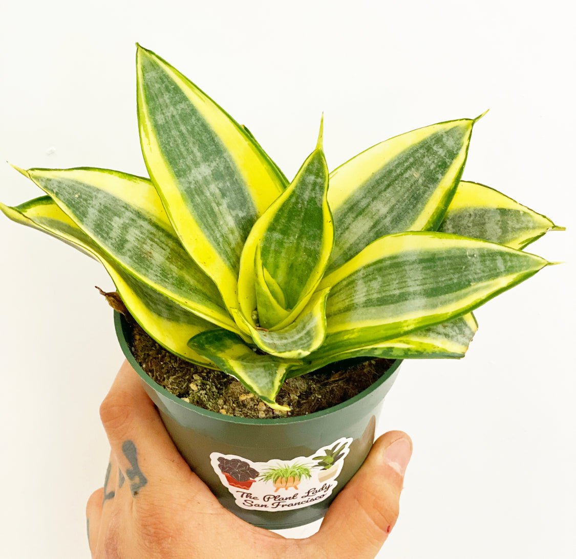sansevieria snake plant smgrowers Small Sansevieria, assorted, – The Plant Lady SF