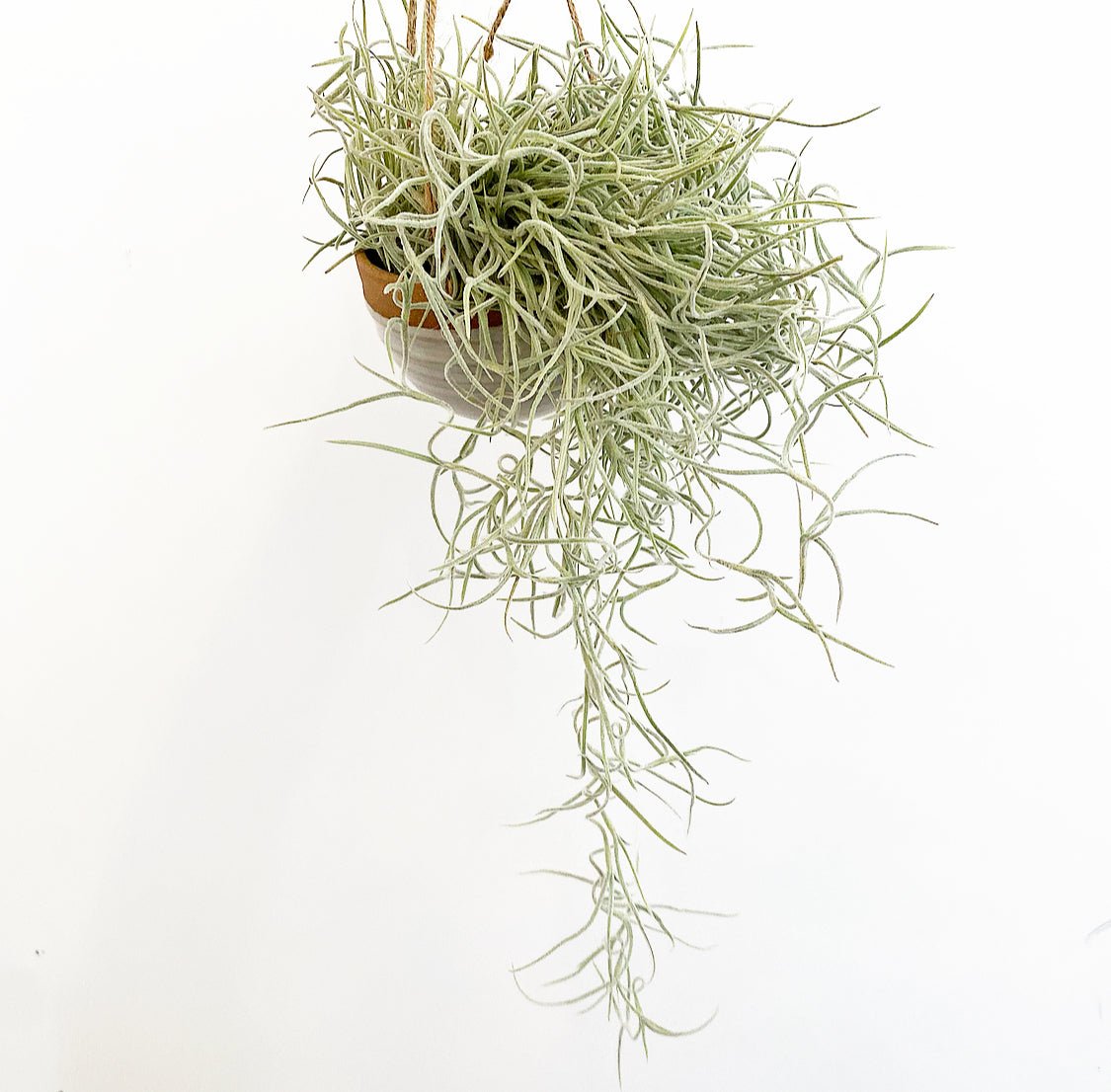 tillandsia spanish moss air plant Spanish Moss (Tillandsia usneoides)