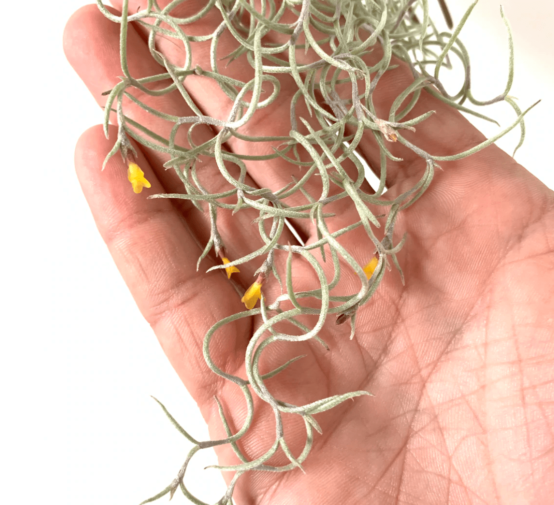 Spanish Moss (Tillandsia usneoides) - The Plant Lady SF