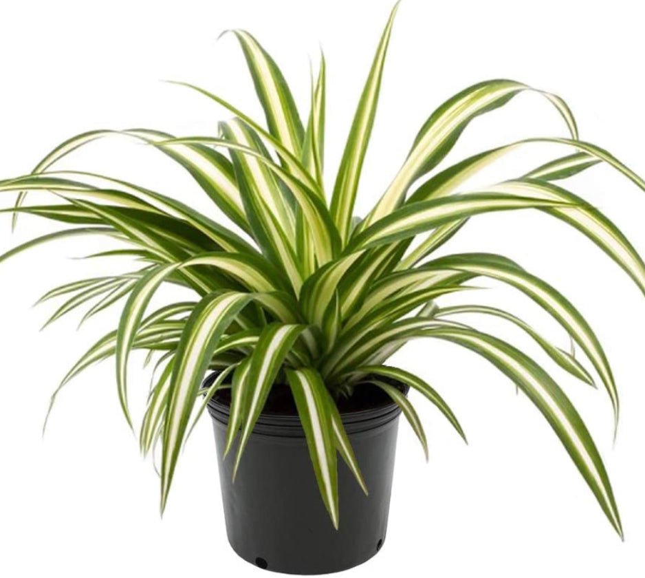 spider plant indoors Spider Plant (Chlorophytum comosum) – The Plant Lady SF
