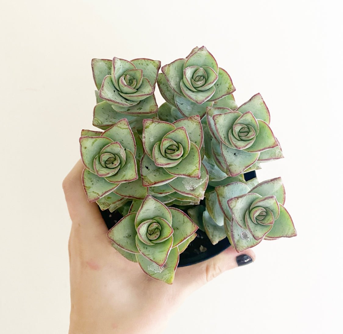 succulent button plant String of Buttons (Crassula perforata) – The Plant Lady SF