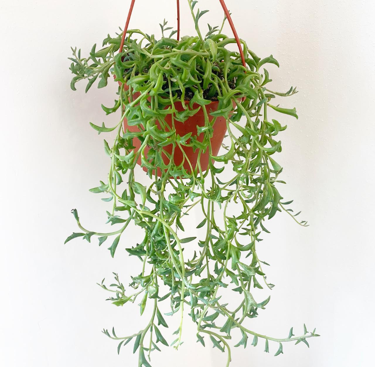 dolphins succulent String of Dolphins (Curio × peregrinus)