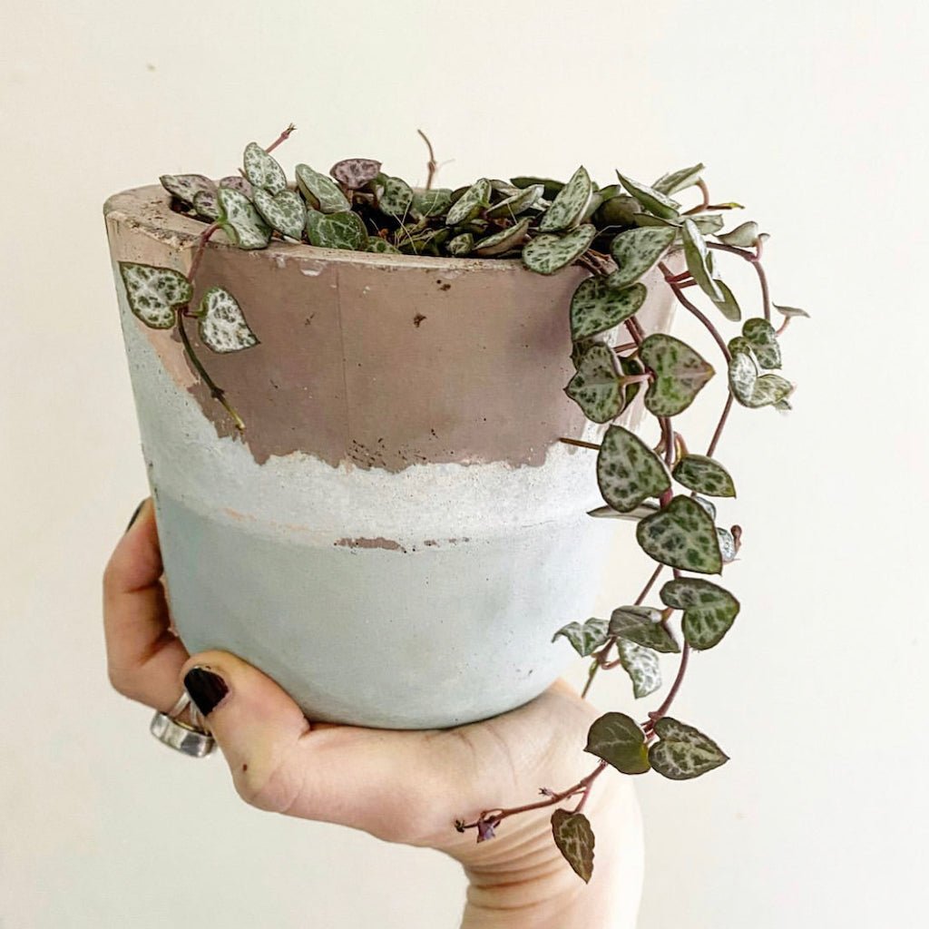 String of Hearts (Ceropegia woodii) - The Plant Lady SF