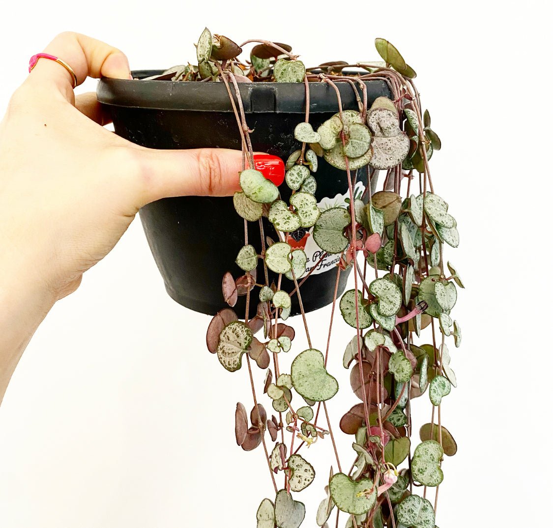String of Hearts - Silver Glory - The Plant Lady SF