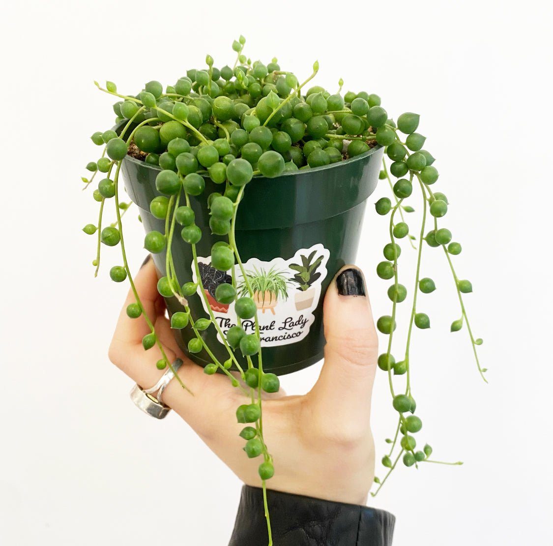 string of pearls succulent buy String of Pearls – The Plant Lady SF