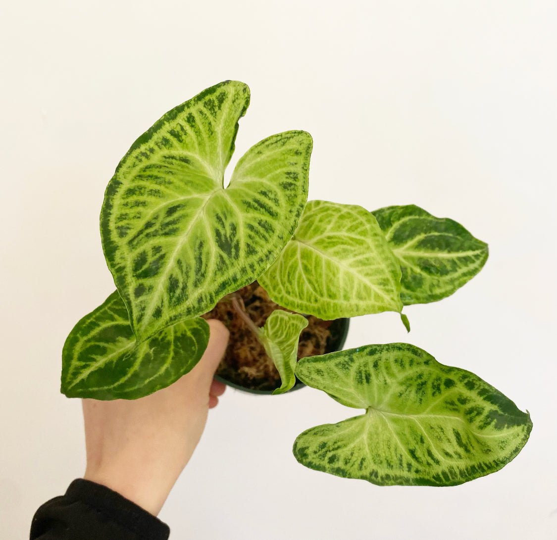 Syngonium podophyllum ‘Batik’ - The Plant Lady SF