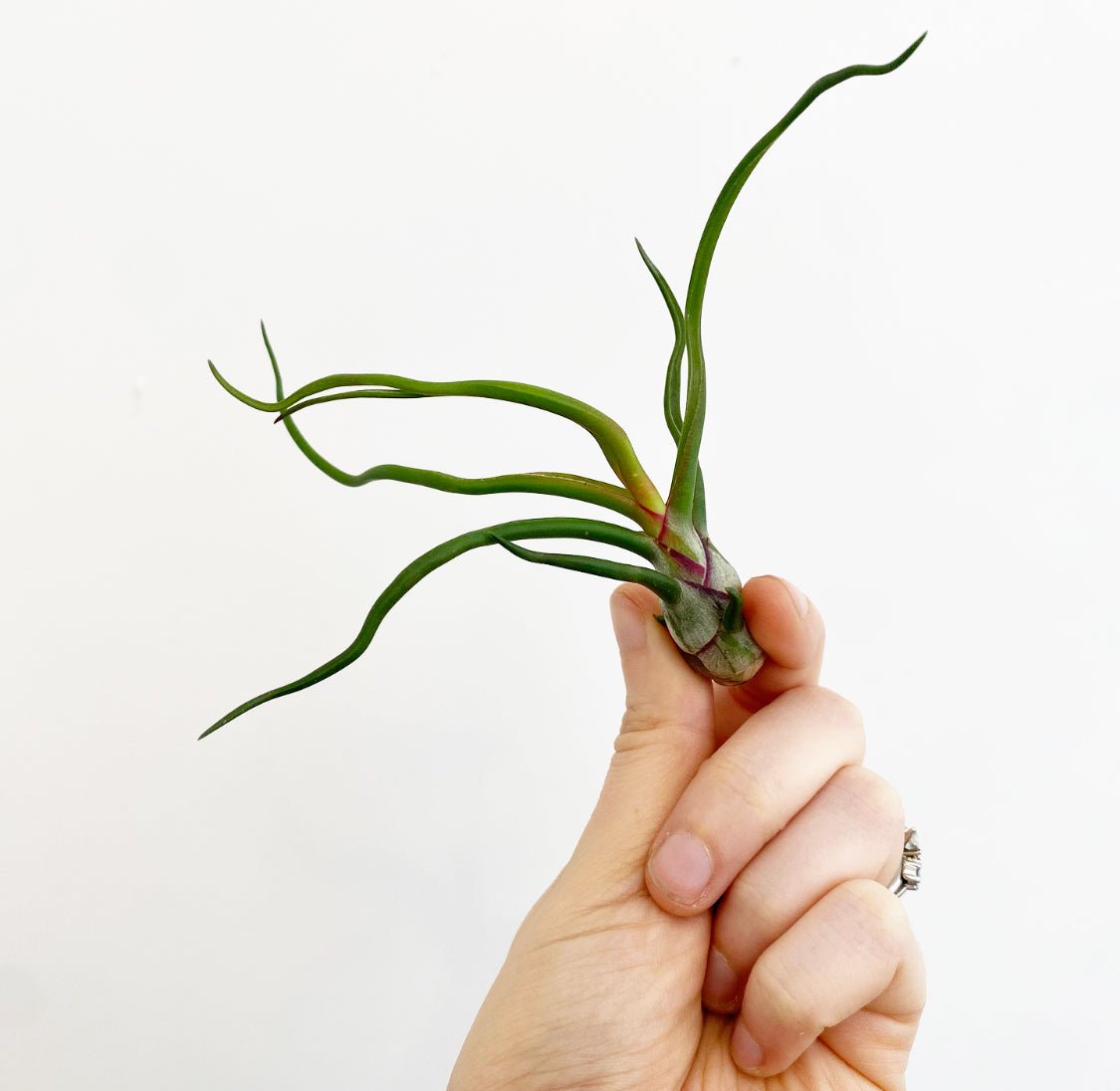 Tillandsia bulbosa – The Plant Lady SF