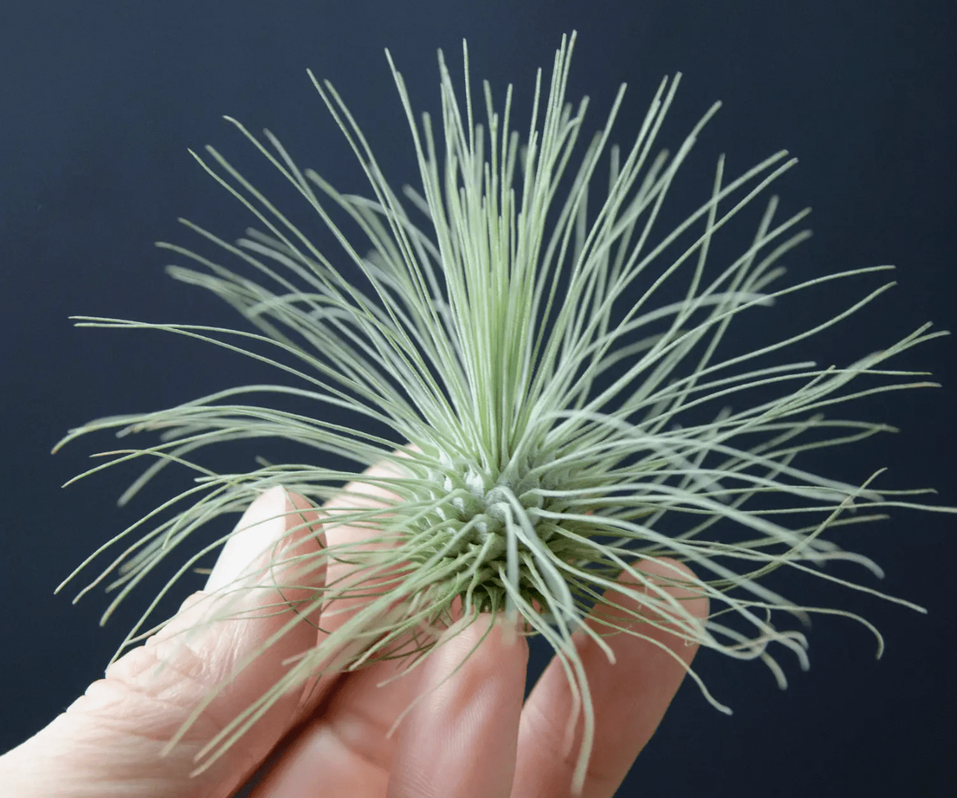 Tillandsia fuchsii var. gracilis – The Plant Lady SF