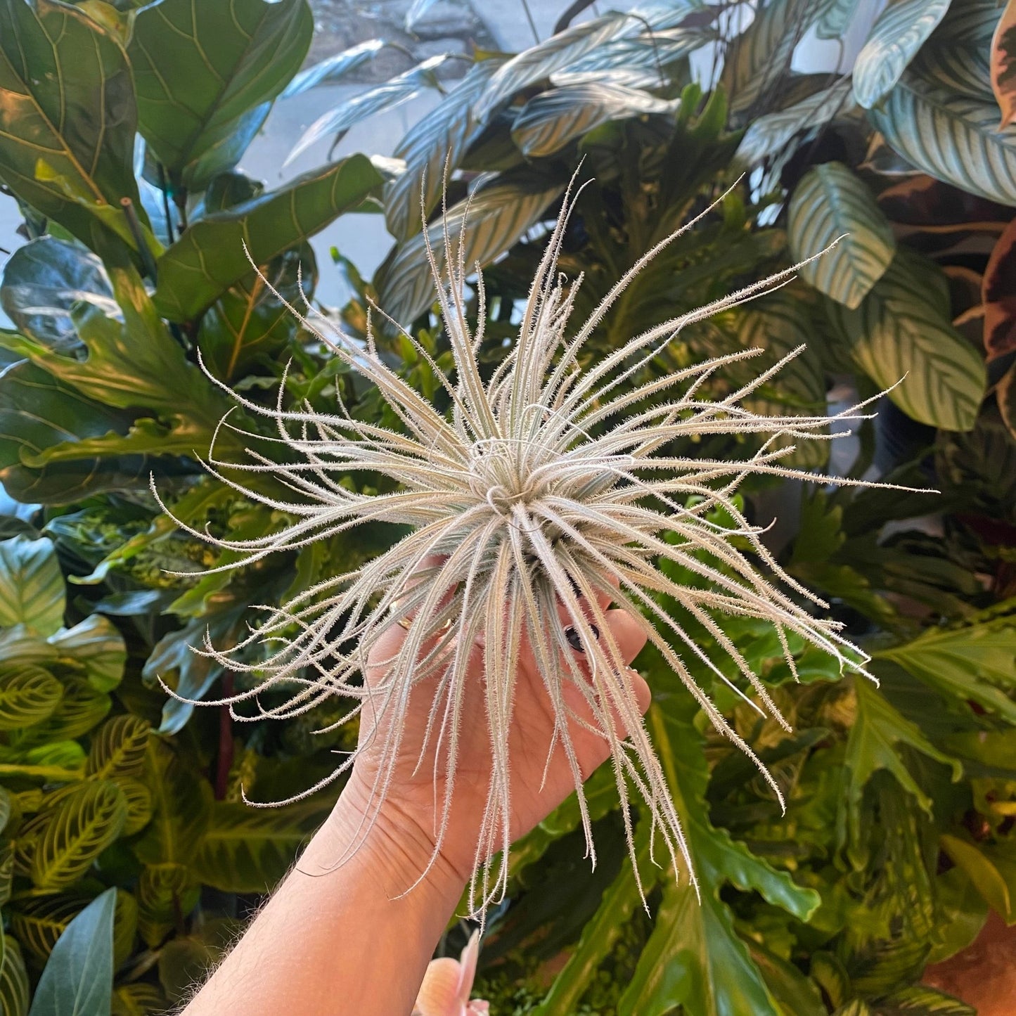 Tillandsia tectorum - The Plant Lady SF