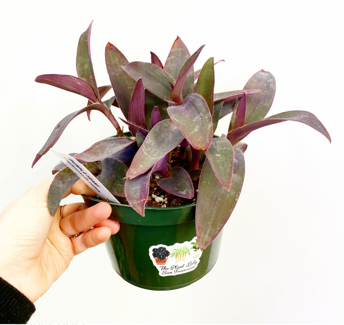 tradescantia pallida succulent Tradescantia pallida 'Purple Heart'