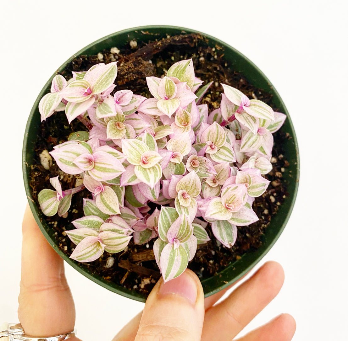 pink panther plant indoor care Tradescantia 'Pink Panther' – The Plant Lady SF