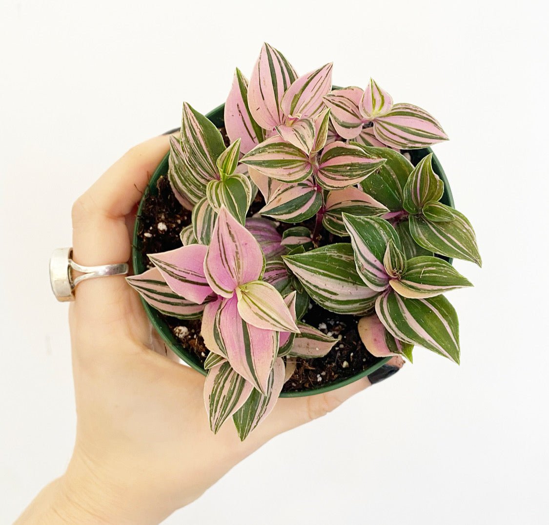 pink tradescantia indoor plant Tradescantia tricolor 'Pink Princess' – The Plant Lady SF