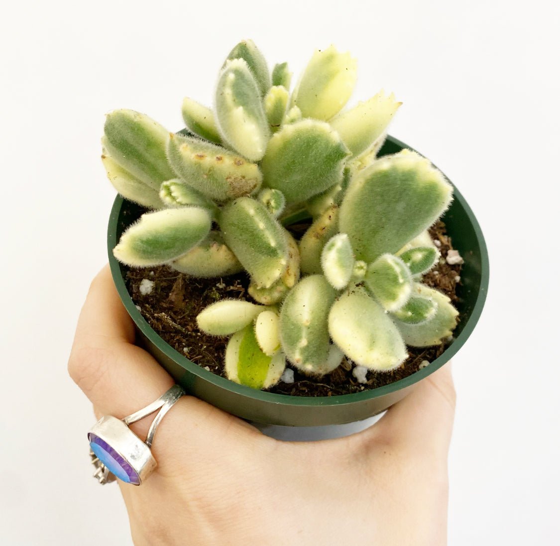 Variegated Bear Paw Succulent - The Plant Lady SF