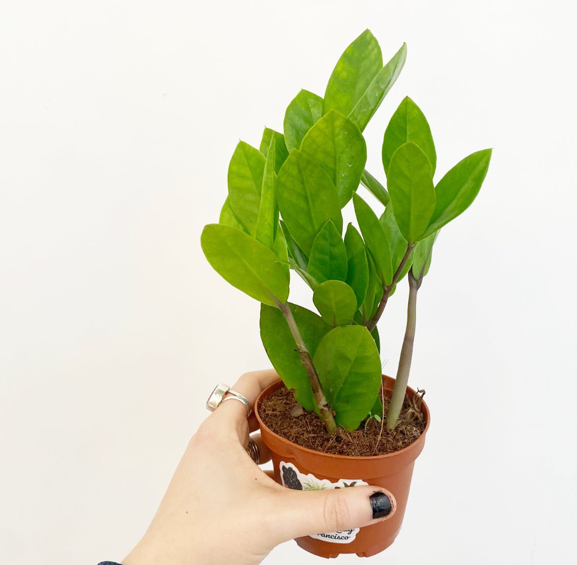 Zamioculcas zamiifolia (ZZ Plant)