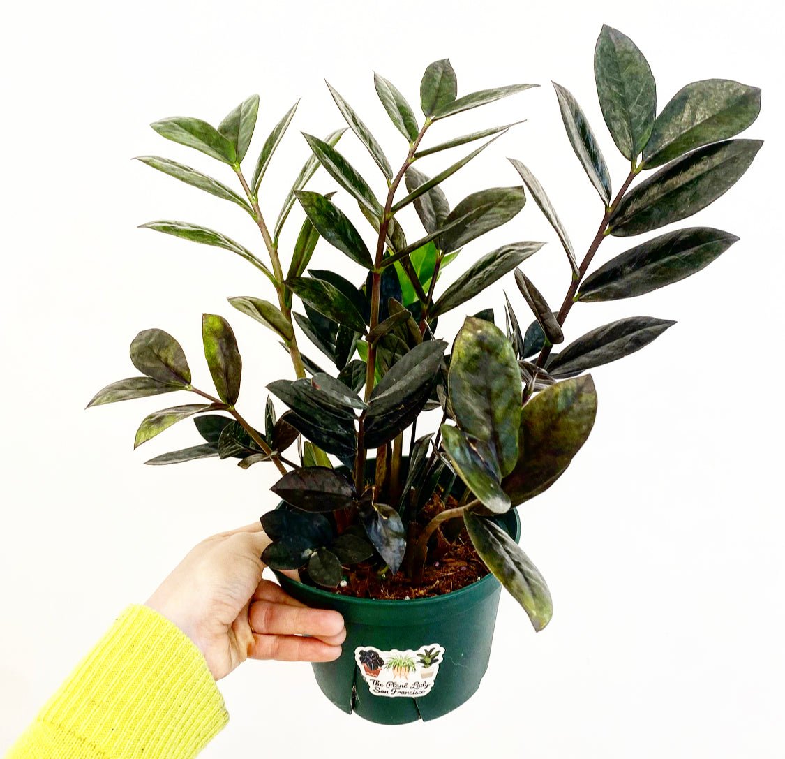 zz plant vs zz raven Zamioculcas zamiifolia 'Super Nova' – The Plant Lady SF