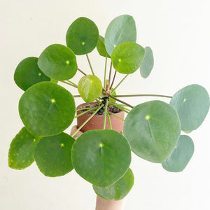 Reflections on Pilea peperomiodes and the resilience of plants