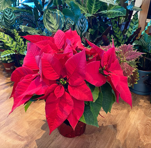 Poinsettia Party - The Fascinating History of an Iconic Plant