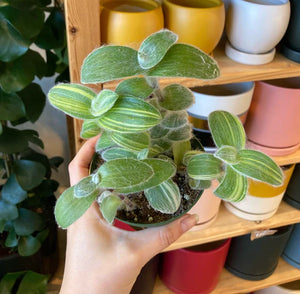 Spotlight on: Tradescantia sillamontana “White Velvet Variegated”