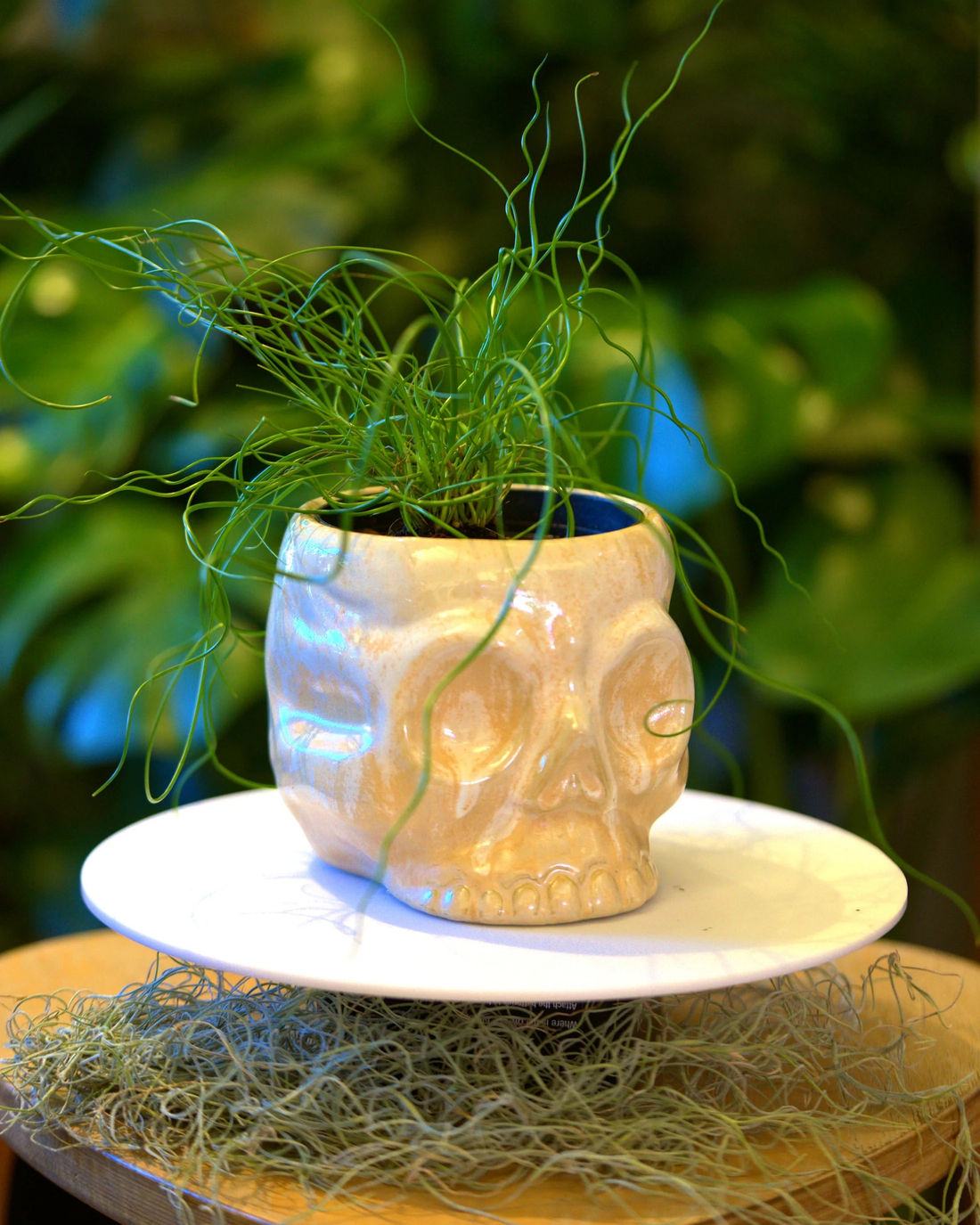 Skull Pot