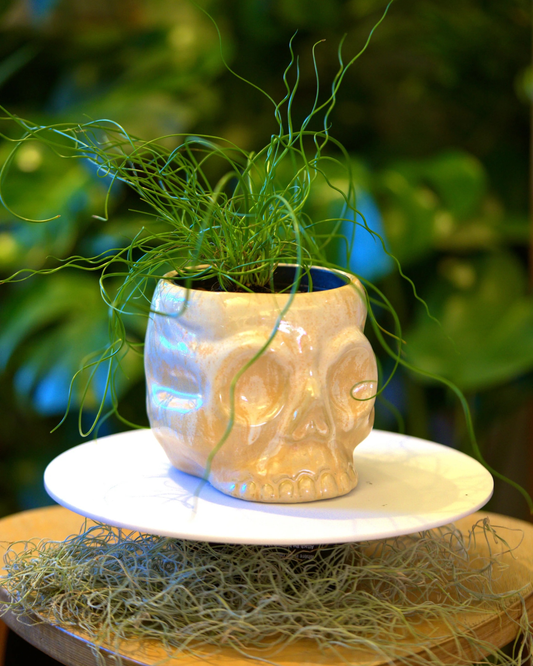Skull Pot