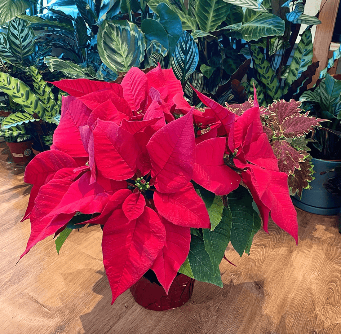 Poinsettia Party - The Fascinating History of an Iconic Plant - The Plant Lady SF