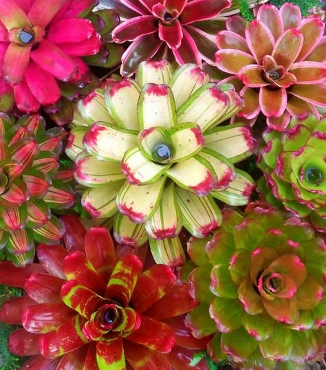 The Plant Lady SF Presents: Bromeliads - The Plant Lady SF