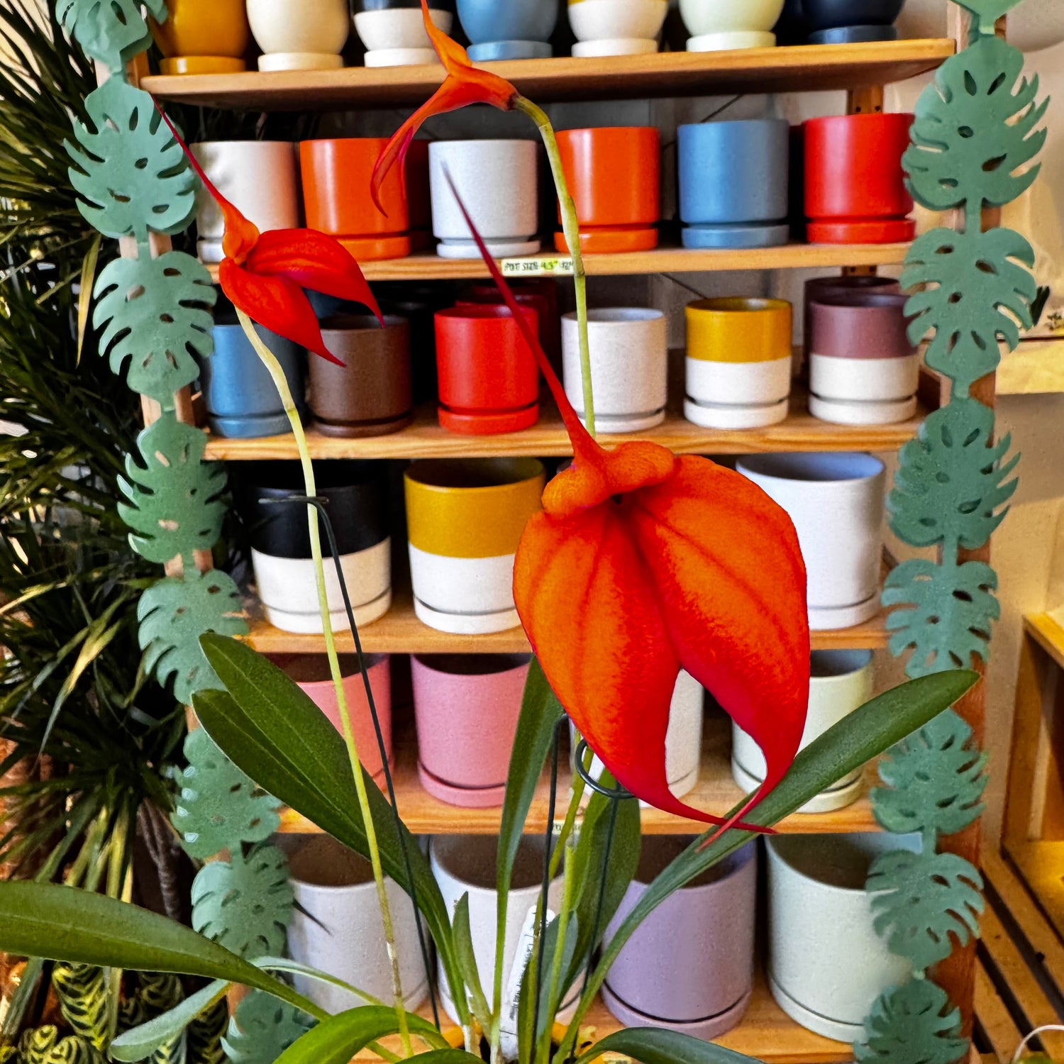 Back In Stock - The Plant Lady SF