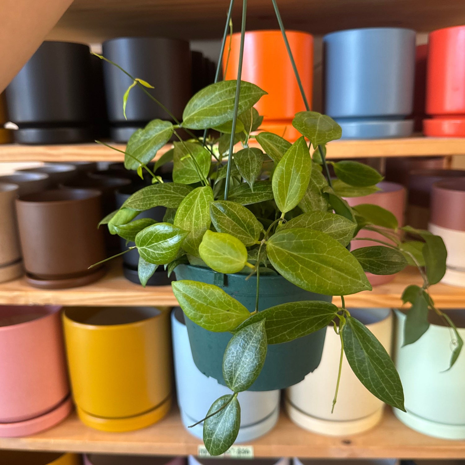 Hoyas - The Plant Lady SF