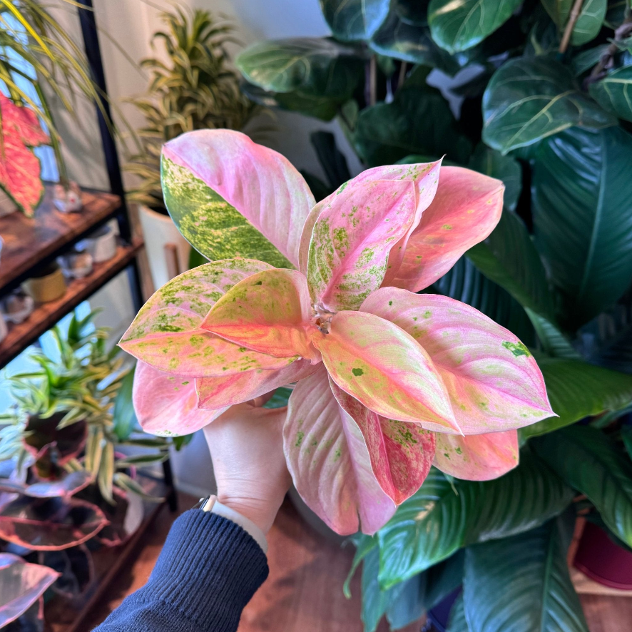 Back In Stock - The Plant Lady SF