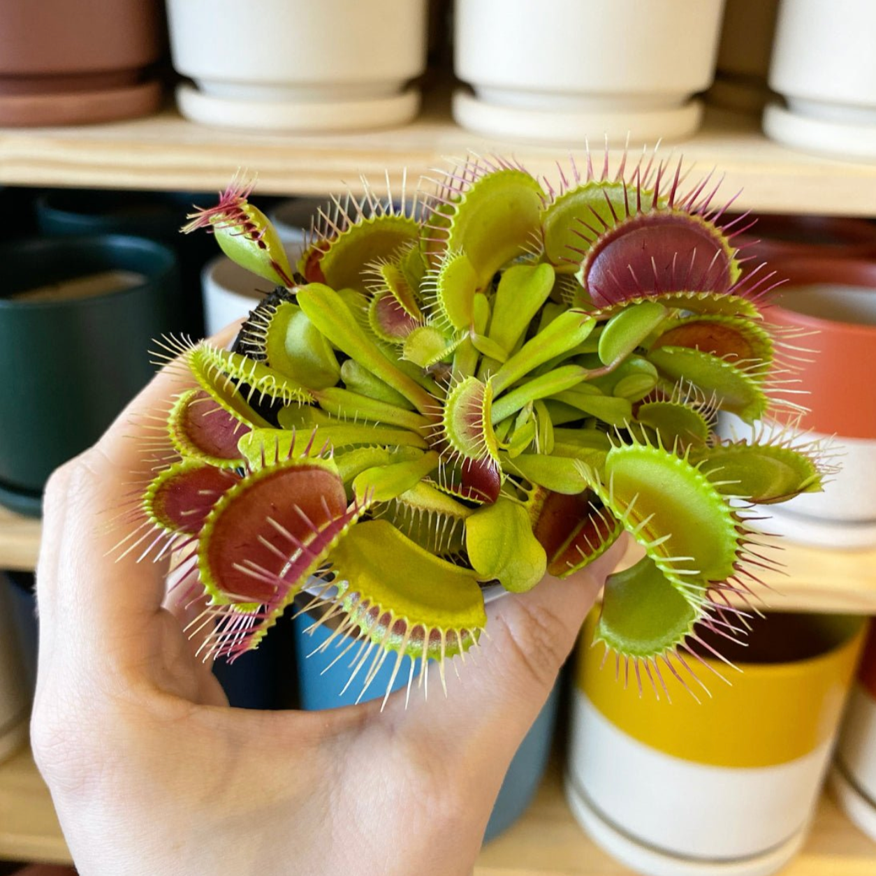 Carnivorous - The Plant Lady SF