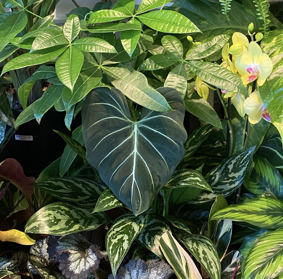 All Plants - The Plant Lady SF