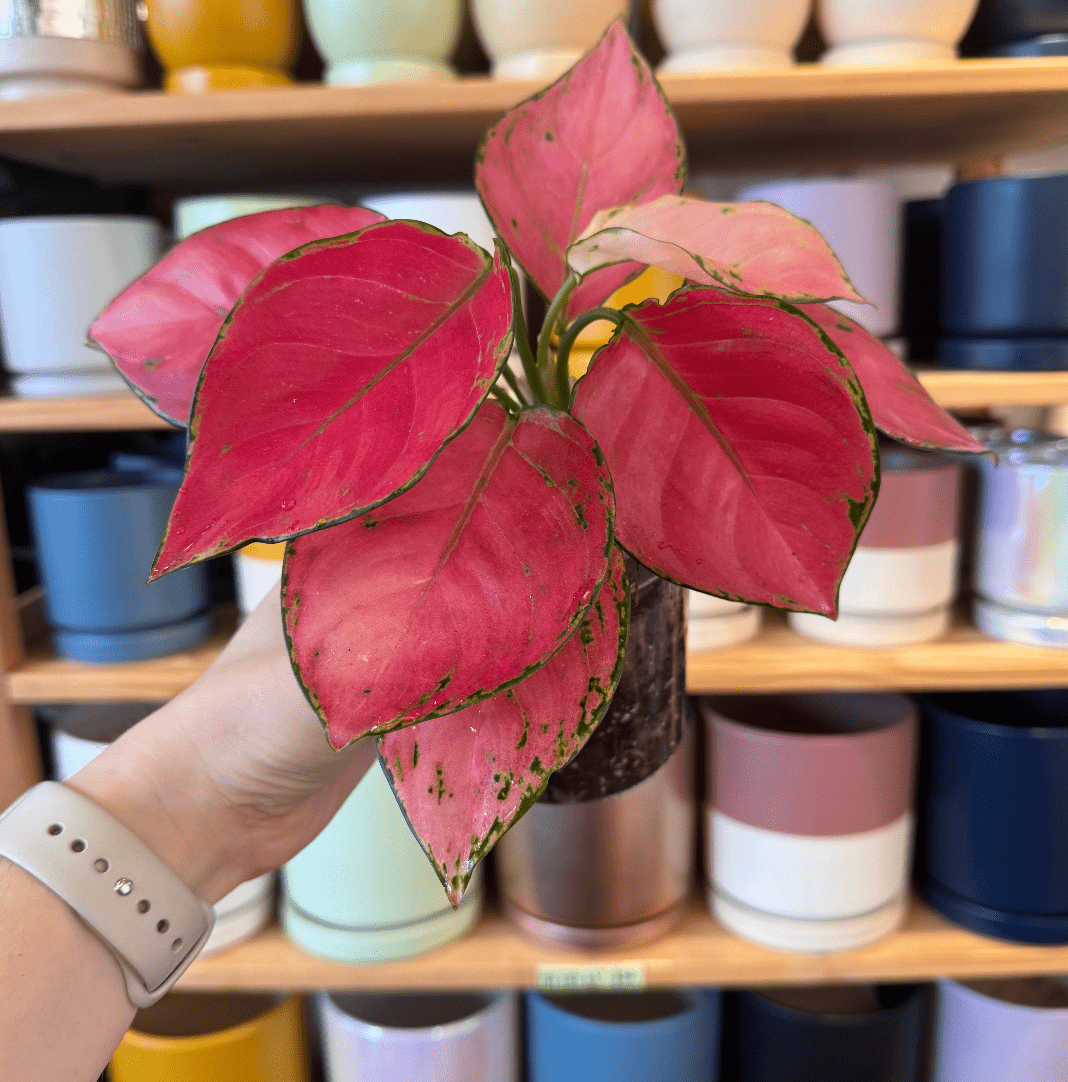 Back In Stock - The Plant Lady SF