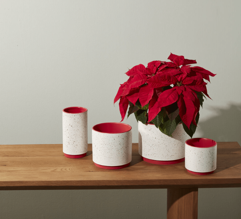 Holiday Shoppping - The Plant Lady SF