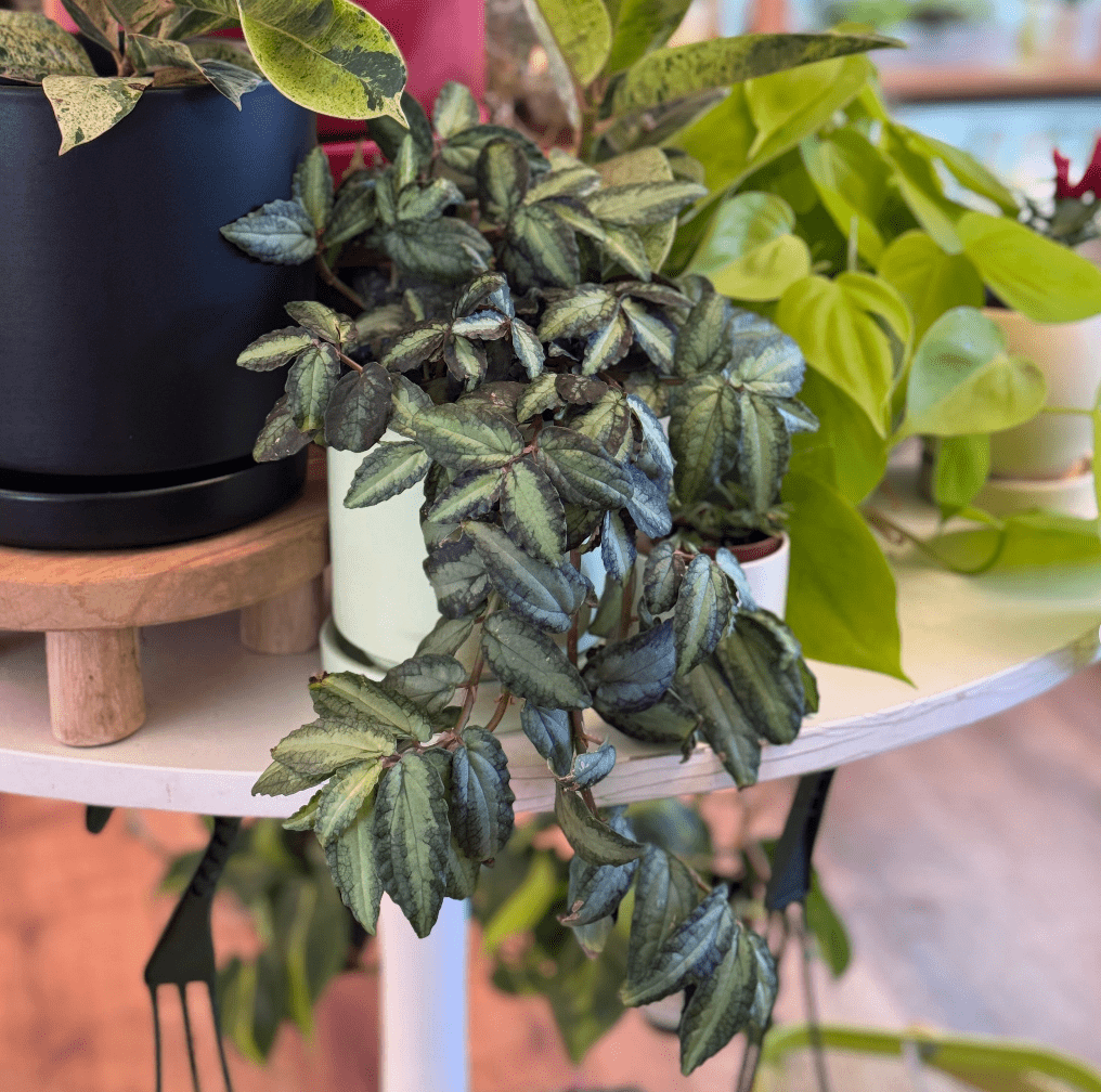 On Sale - The Plant Lady SF