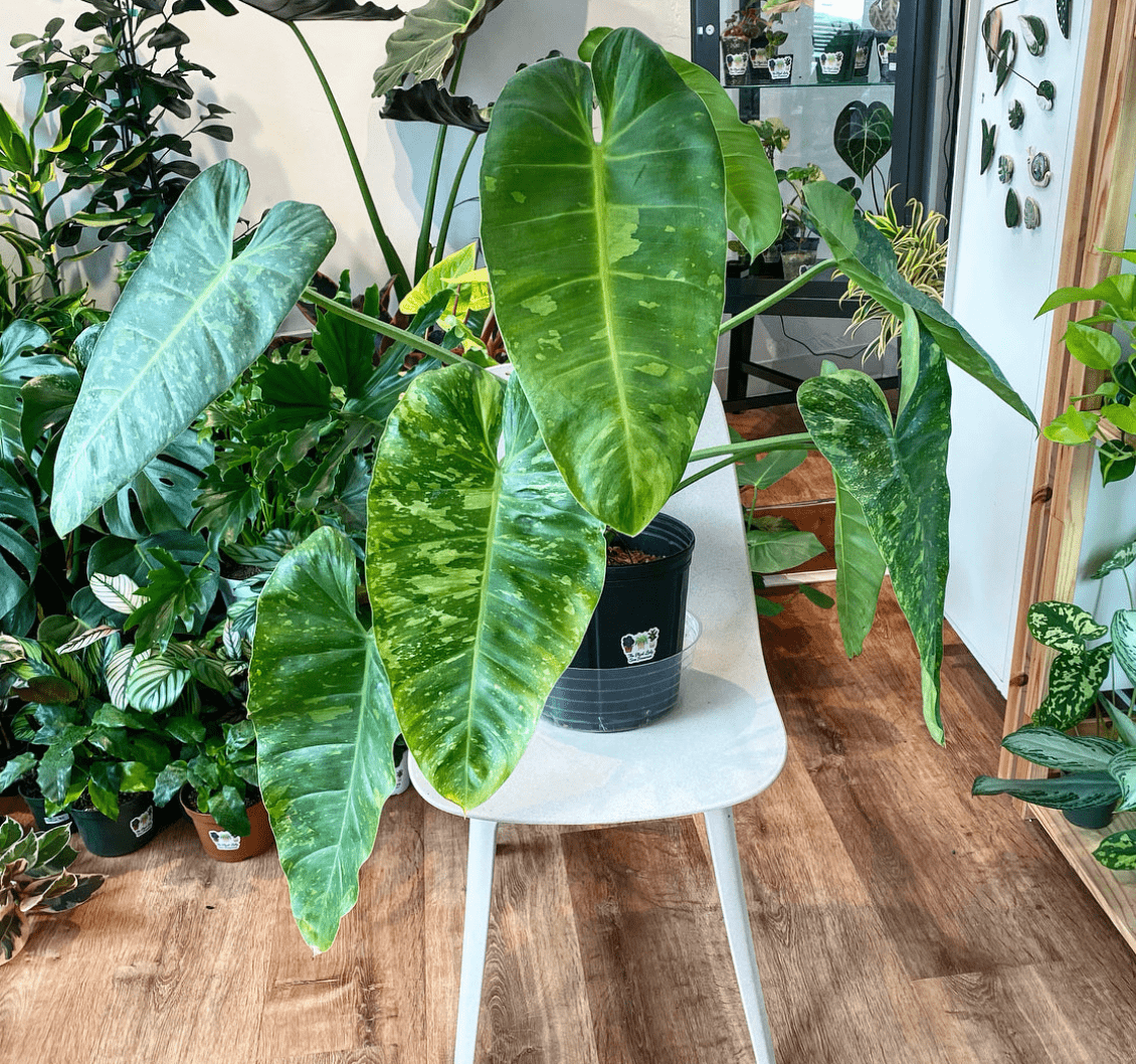 Philodendrons - The Plant Lady SF