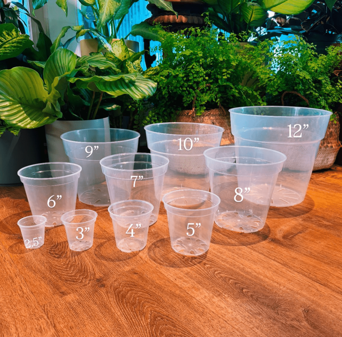 Plant Care - The Plant Lady SF