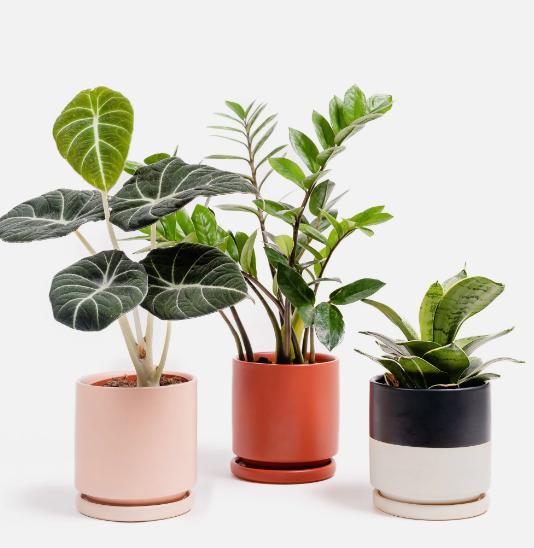 Pots & Planters - The Plant Lady SF