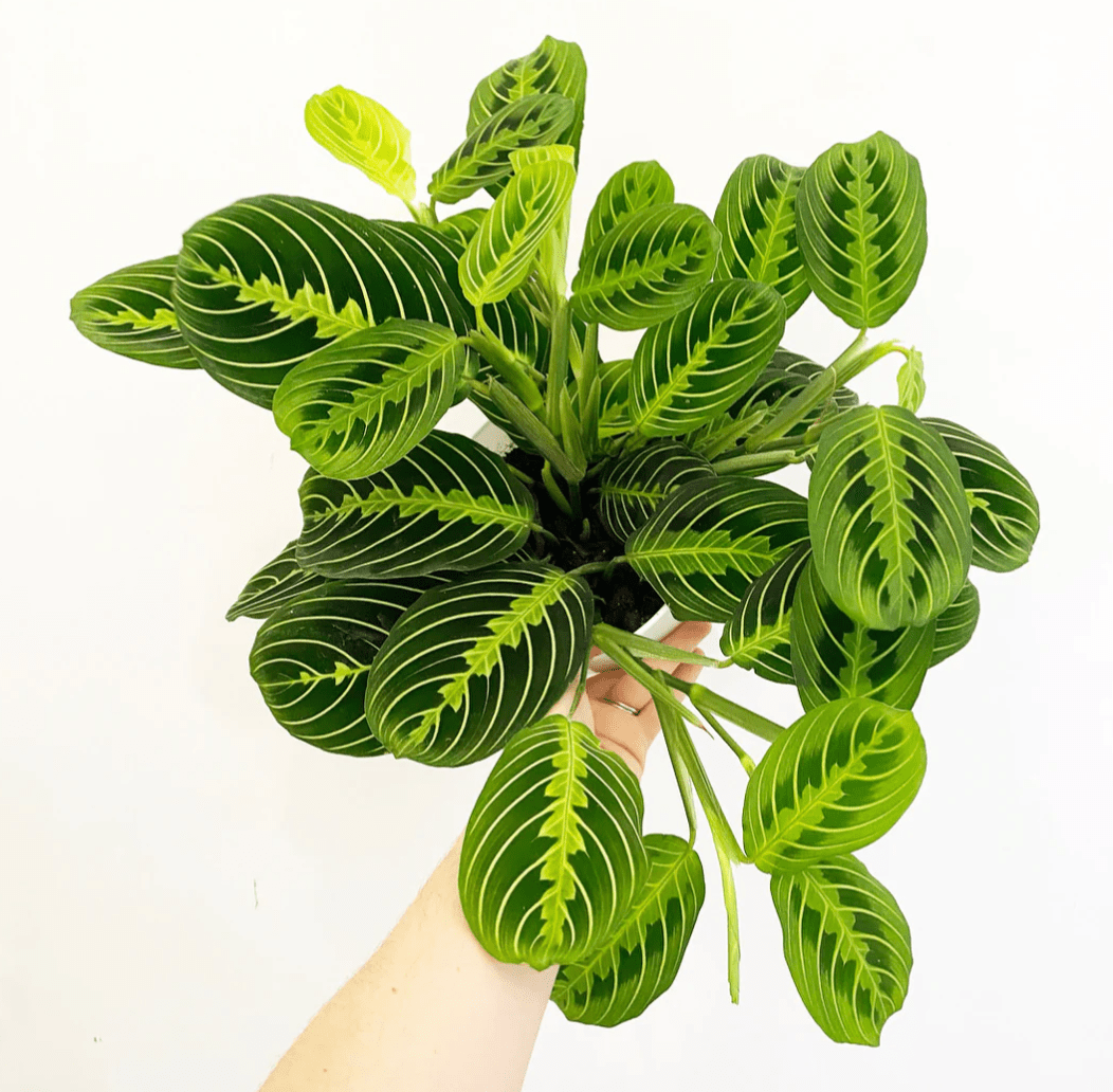 Staff Favorites - The Plant Lady SF