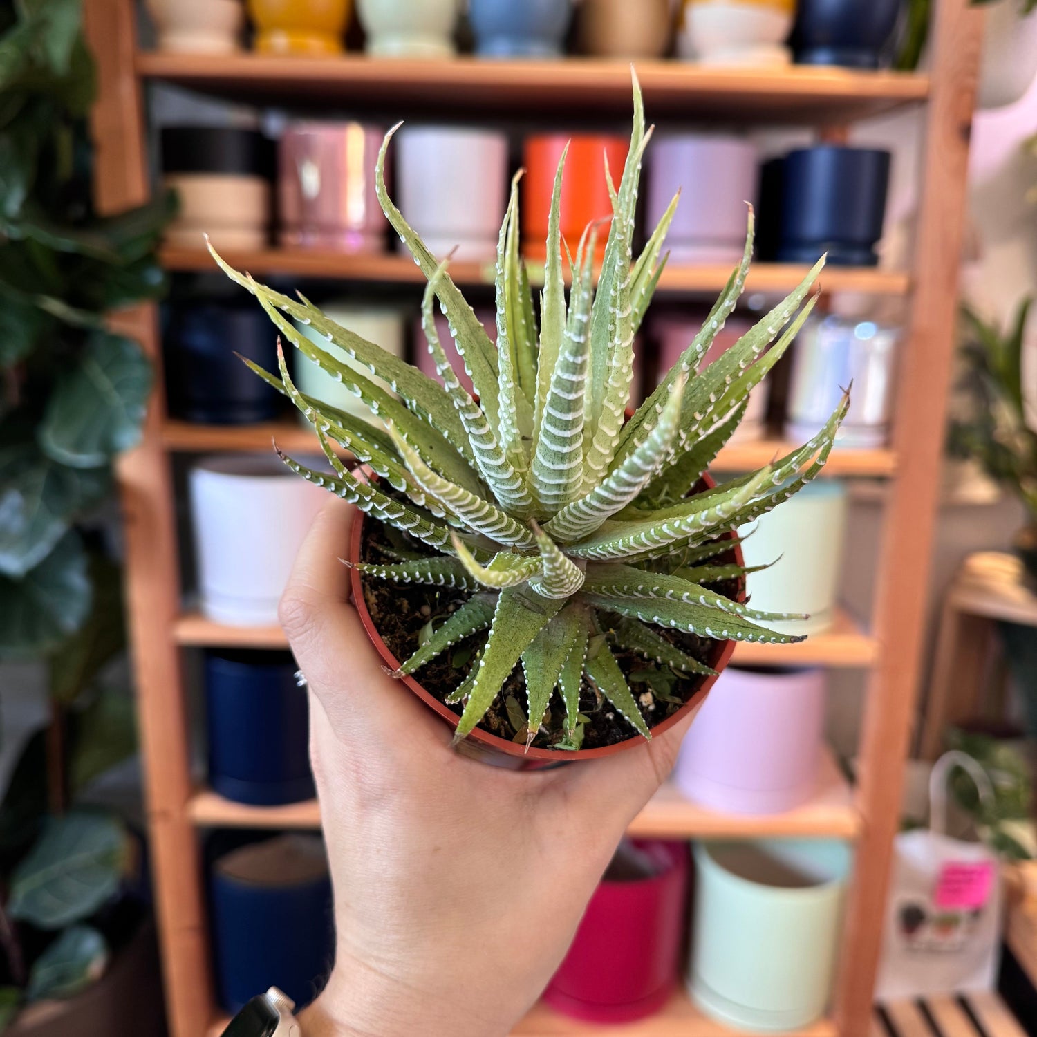 Succulents - The Plant Lady SF