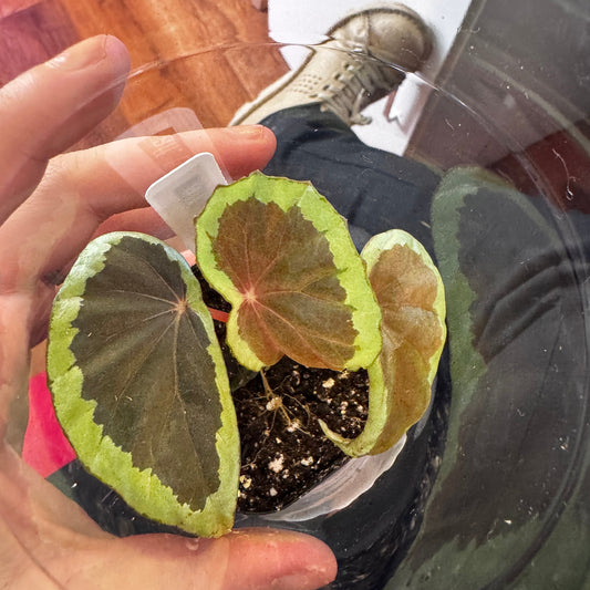 Begonia aff. baramensis