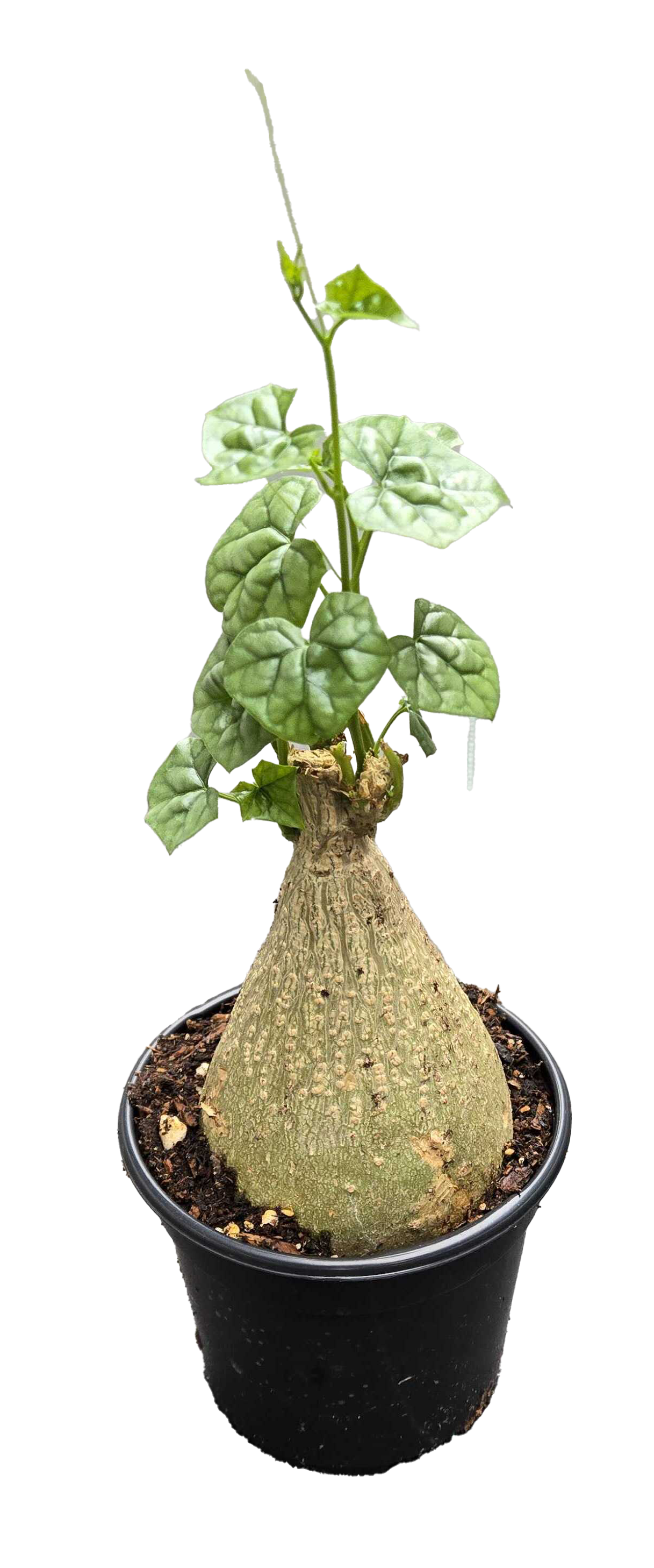 Gerrardanthus macrorhizus 'Big Foot'