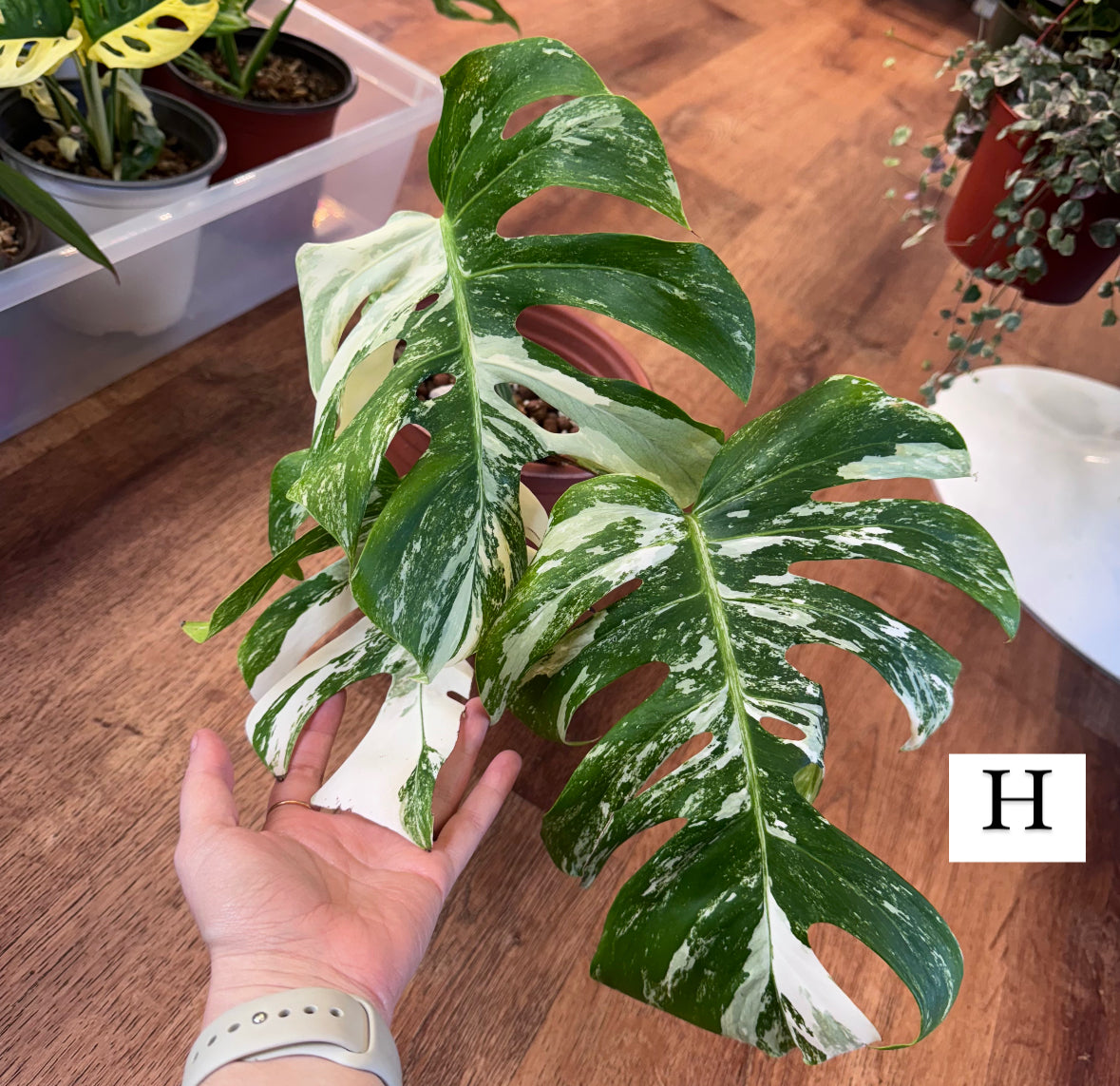 Monstera 'Albo'   (Monstera deliciosa var. borsigiana albo-variegata)