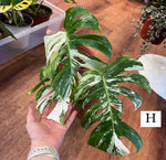 Load image into Gallery viewer, Monstera &#39;Albo&#39;   (Monstera deliciosa var. borsigiana albo-variegata)
