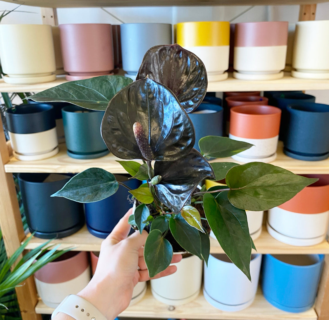 Anthurium andraeanum "Chocolate" (Black Flamingo Lily)